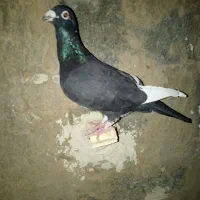 قره سیاه ماده واکسی