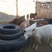 6راس بز زائیده جوان وپرشیر فروشی