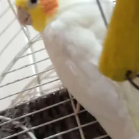 عروس هلندی نر