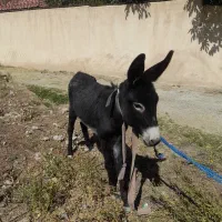 فروش یاتعویض کره خر ماده