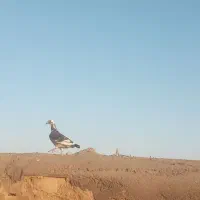 سار بزک اف35