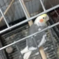 عروس هولندی  گم کردم هر کسی پیدا کرده خبر بده