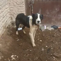 سگ گله|سگ|چناران, |دیوار