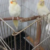 جفت مولد لوتینو دانسته|پرنده|شاهرود, |دیوار