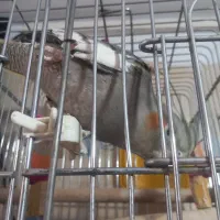 یک جفت عروس هلندی بالغ|پرنده|تهران, مختاری|دیوار