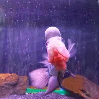 ماهی فلاور خاص و تک|ماهی|قم, شاه ابراهیم|دیوار