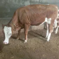 گوساله لیموزین 10روز تلقیح شده شکم اول