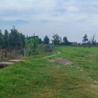 باغ مرکبات با لوکیشن جنگلی|فروش زمین و ملک کلنگی|امامزاده عبدالله, |دیوار