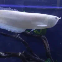 آرواناآلبینو۳۰سانتی