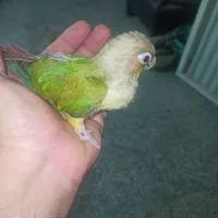 گرینچیک نرمه خور|پرنده|برازجان, |دیوار