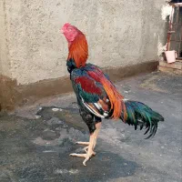 خروس لاری