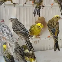 قناری لیزارد ،گلاستر ،یلو و موزاییکی