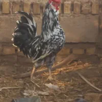 تخم مرغ گلین ریشو چهل پنگوهنی|خوردنی و آشامیدنی|شوشتر, |دیوار