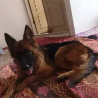 سگ ژرمن گمشده