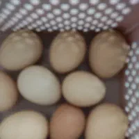 تخم مرغ نژاد امروک
