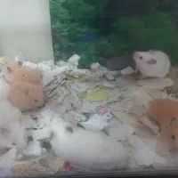 موش خرگوش همستر|موش و خرگوش|مشهد, عبادی|دیوار