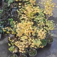 فروش درخت ژینکو گلدانی لطفا توضیحات بخوانید|گل و گیاه طبیعی|رامسر, |دیوار