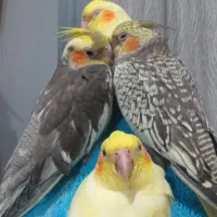 عروس هلندی