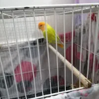 اوپال ماده