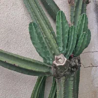 کاکتوس