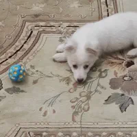 سگ پا کوتا|سگ|ایوانکی, |دیوار