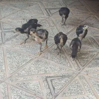 جوجه لاری اصیل