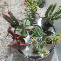 گل های آپارتمانی و کاکتوس|گل و گیاه طبیعی|مشگین شهر, |دیوار