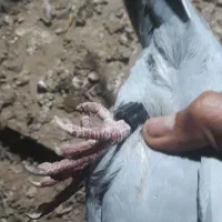 ماده مسابقات
