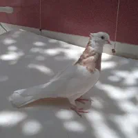 طوقی نر کرمانشاهی. بزرگ وکشیده