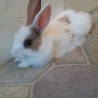 خرگوش بازی گوش|موش و خرگوش|مریوان, |دیوار