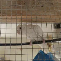 عروس هلندی مولد|پرنده|بابا حیدر, |دیوار