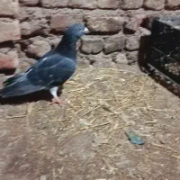 کبوتر مسافتی|پرنده|گنبد کاووس, |دیوار