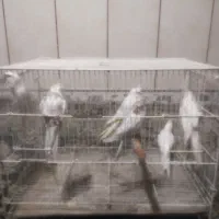 پنج جفت آلبینو بالغ|پرنده|بمپور, |دیوار