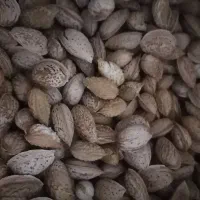 بادام کاغذی و نیمه کاغذی|خوردنی و آشامیدنی|زرند, |دیوار