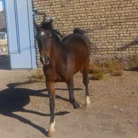 اسب..مادیان..اسبکرد|اسب و تجهیزات اسب‌سواری|اردستان, |دیوار