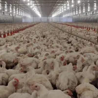 کارگر مرغ داری