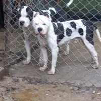 پیتبول(امریکن استافورد شایر)|سگ|لاهیجان, کوه بیجار|دیوار