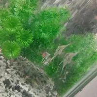 انواع ماهی وآکواریوم