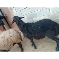 بز جوان ارزان و بره نر هترو|حیوانات مزرعه|دامغان, |دیوار