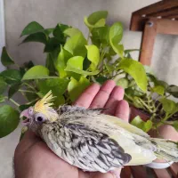 1عدد جوجه عروس هلندی