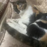 گربه واگذاری فوری با تمامی وسایل|گربه|هشتگرد, فاز ۷ مهستان|دیوار