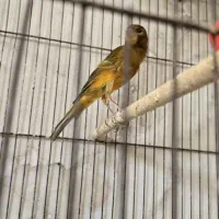 نر مست