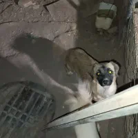 سگ اشپیتز پامر