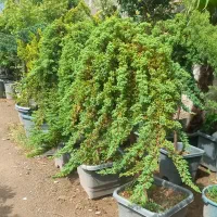 ( کاج ستاره ای ) لوکس نهال درخت|گل و گیاه طبیعی|تهران, ترمینال غرب|دیوار