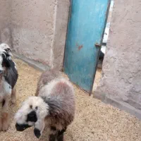 سن جون سه بیگ  10 قیمت  سن جون سه بیگ|حیوانات مزرعه|مسجد سلیمان, |دیوار