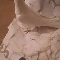 تعدادی کبوتر سفید چش و نوک سفید