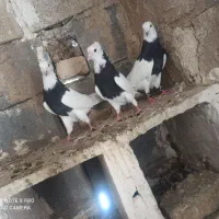 کبوتر|پرنده|شیراز, زیباشهر|دیوار