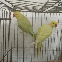 جفت ملنگو و نر عروس هلندی..گرینچیک معاوضه