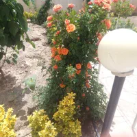 ویلایی دربستی سه واحدی در احمدآباد.|اجارهٔ خانه و ویلا|مشهد, بهشت|دیوار
