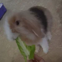 واگذاری خرگوش|موش و خرگوش|هشتگرد, فاز ۲ مهستان|دیوار